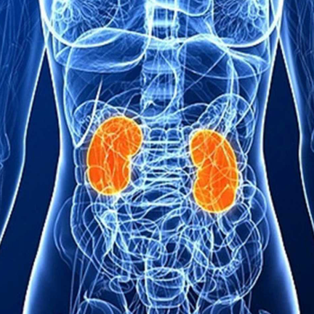 Enfermedades Renales – De la prevención al trasplante