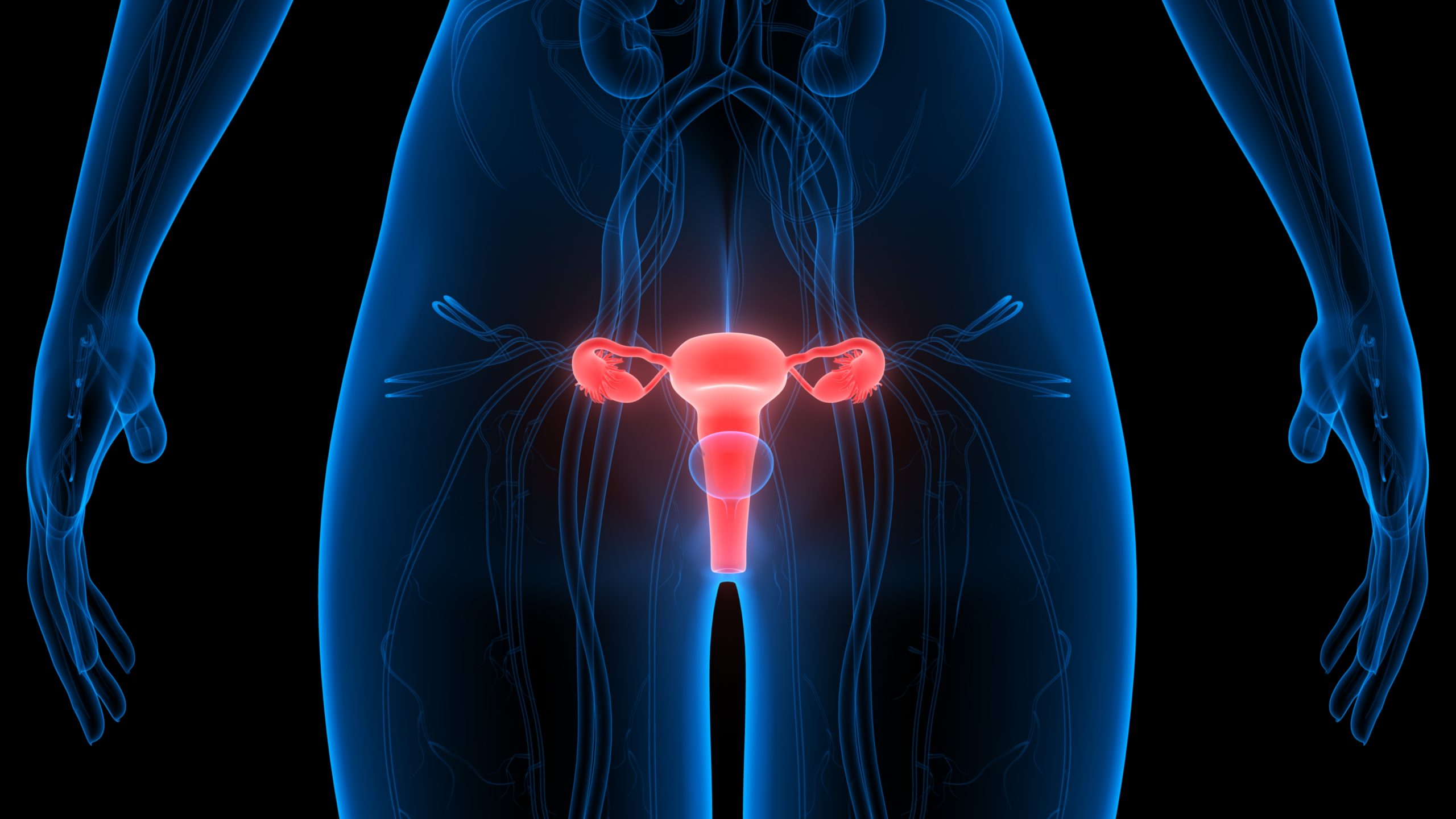 10 женских органов. Женская репродуктивная система анатомия. Женская репродуктивная эндокринология. Детородные органы человека. Красивые женские детородные органы.